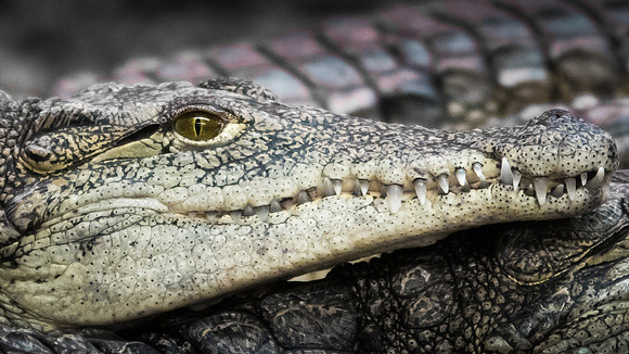 Crocodiles of the World -4