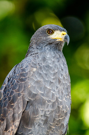 Black Hawk 2 - Panama