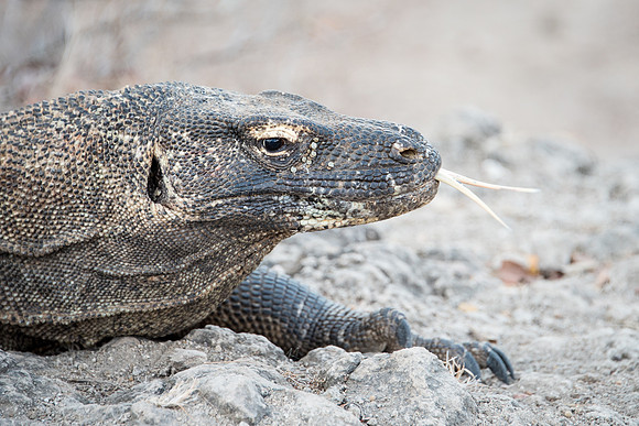 Komodo Dragon - 8
