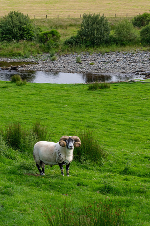 Galloway Forest Park -3