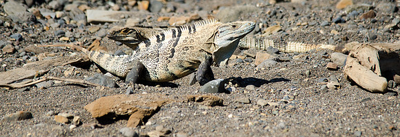 Black Iguana