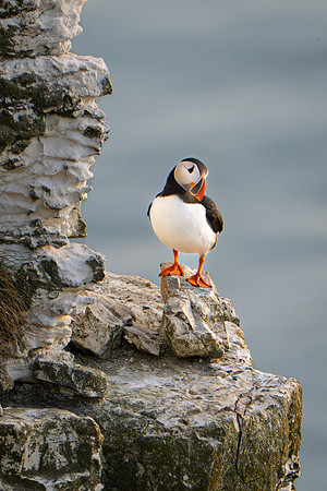 Puffin 290425-2