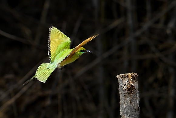 Asian Green Bee-eater -3