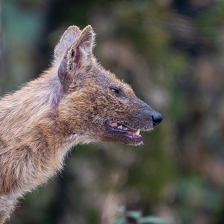 Wild Dog -4