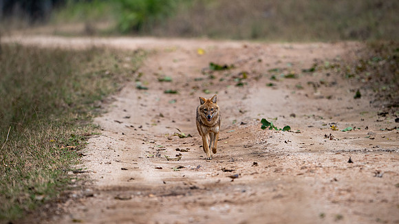 Golden Jackall -5