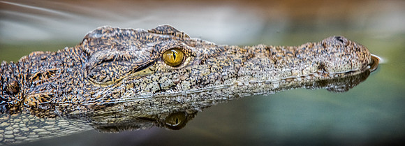 Crocodiles of the World -1
