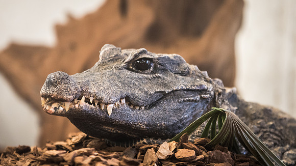 Crocodiles of the World -3