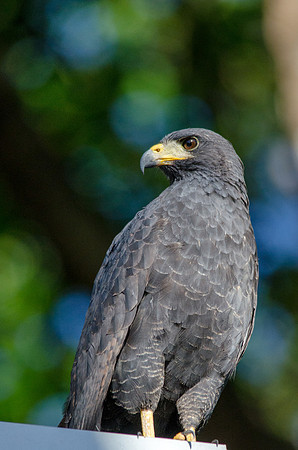 Black Hawk - Panama
