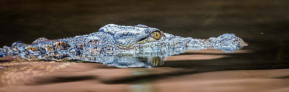 Crocodiles of the World -2