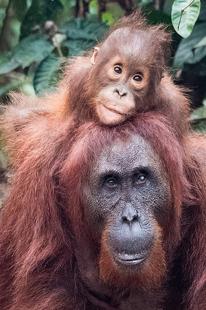 Orangutan, Female and Baby -4