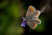 Brown Argus 060825