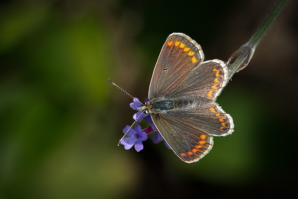 Brown Argus 060825