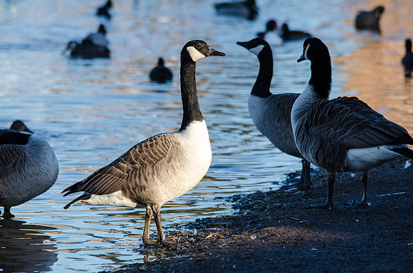 In the Spotlight. Canada Goose