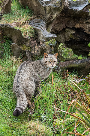 Scottish Wild Cat -2