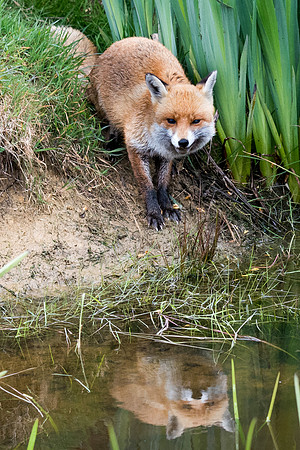 Fox Reflection