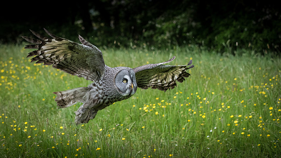 Great Grey Owl Flying- 1