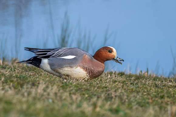 Wigeon 220322 -3