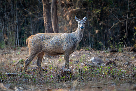 Sambar Deer ♀ -1