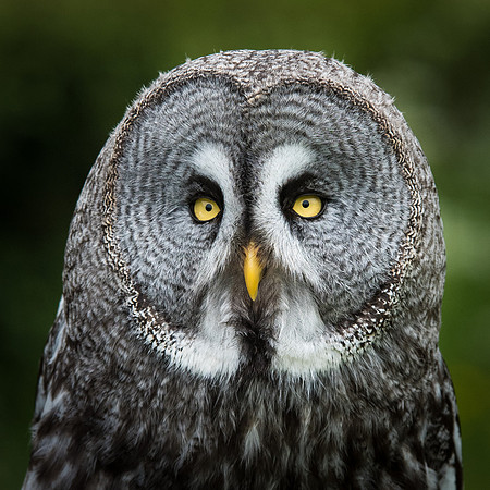 Great Grey Owl -1