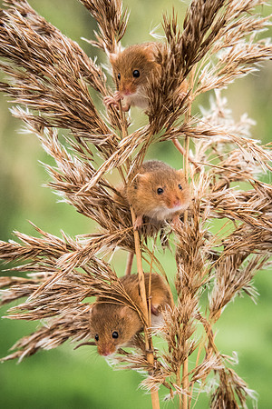 Harvest Mice -1