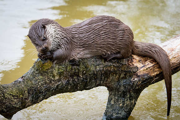Otter Eating