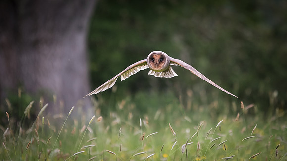 Black Barn Owl Flying -1