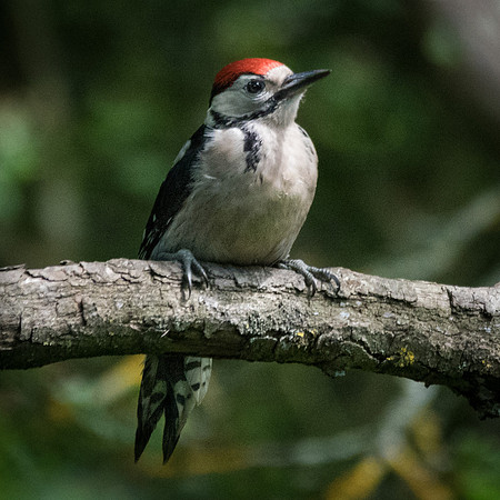 Young Greater Spotted Woodpecker -1