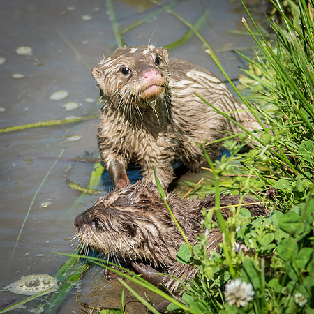 Young Asian Short-Clawed Otters