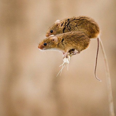 Ambition. Harvest Mice.