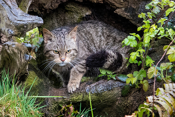 Scottish Wild Cat -1