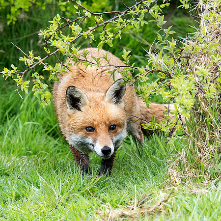 Fox -1