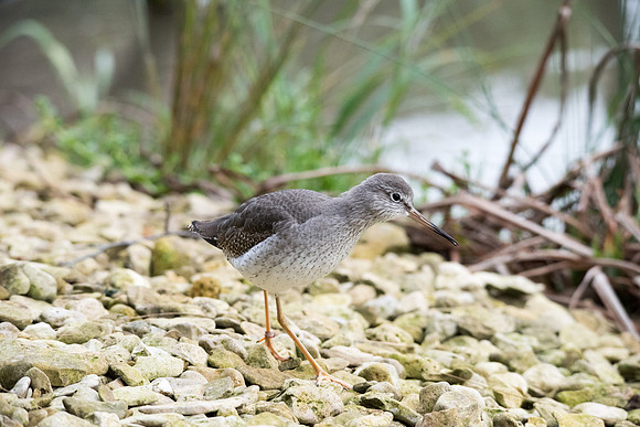 Common Redshank