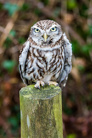Little Owl -2