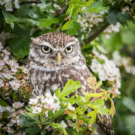 Little Owl in Apple Tree -3