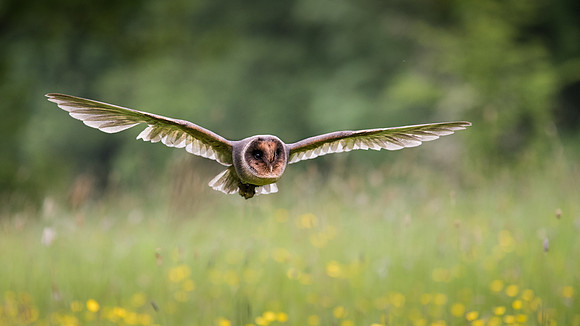 Black Barn Owl Flying -2