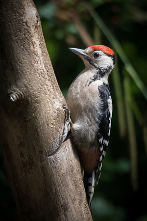 Young Greater Spotted Woodpecker -2