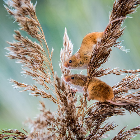 I see it too! Harvest Mice