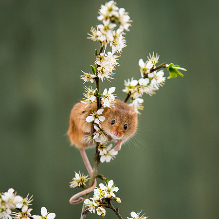 Harvest mouse -2