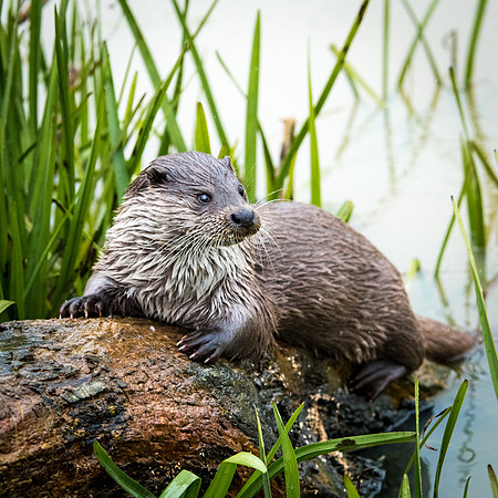 Otter