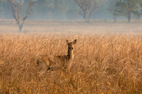Sambar Deer ♀ in Grass
