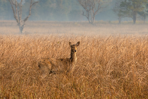 Sambar Deer ♀ in Grass