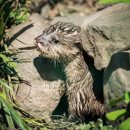 Young Asian Short-Clawed Otter -2