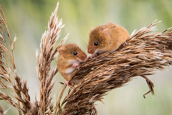 Hello!. Harvest Mice