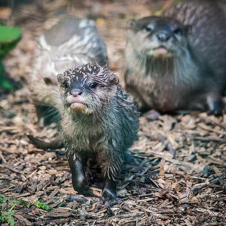 Young Asian Short-Clawed Otter -1