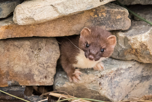Stoat