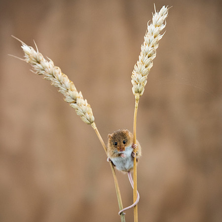 Harvest Mouse  -1