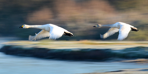 Bewick's Swans