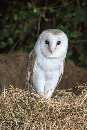 Barn Owl-1