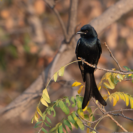 Black Drongo