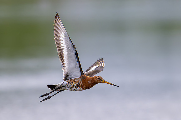 Black-tailed Godwit 020724-2